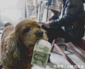 一只叫钱的狗,一只会赚钱的狗狗传奇故事