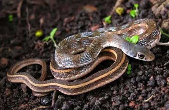 小萌蛇认我当妈别太宠