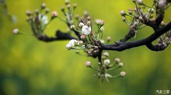 婚情不负好春光